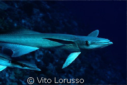 Fishs - Echeneis naucrates by Vito Lorusso 